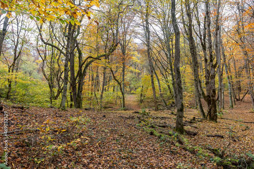 Travel through the autumn forest park around the city, observing the natural changes in the life of plants.