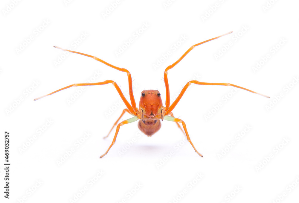 Amyciaea forticeps- Ant-like Crab Spiders isolated on white background. Amyciaea forticeps- Ant-like Crab Spiders isolated on white background.