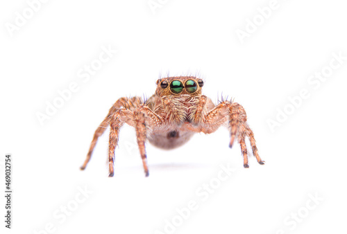 jumping spider isolated on white background.