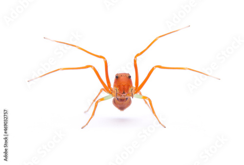 Amyciaea forticeps- Ant-like Crab Spiders  isolated on white background.