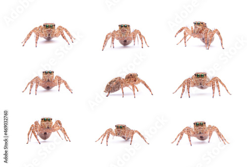 Set collection jumping spider isolated on white background.