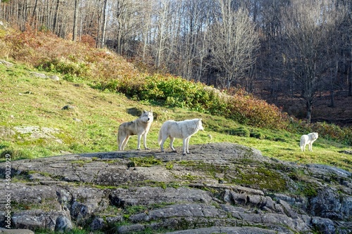 Two wolves standing on a hill surrounded by forest in the background, in Omega Park, Montebello, Quebec, Canada. photo
