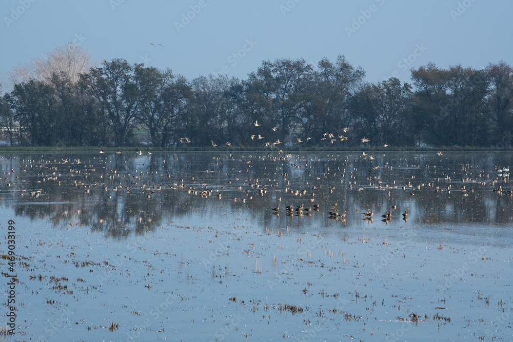Fog in a rice field with birds