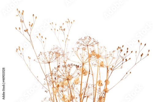 Dry Plants in Abstract Vase Isolated on White Background.