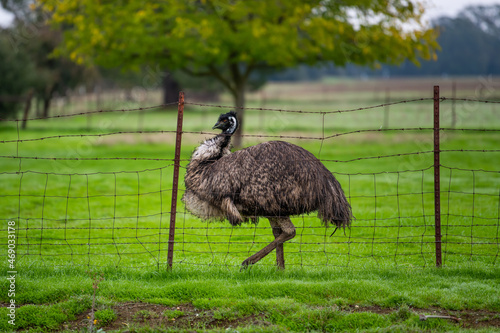 Ostrich in a yard.