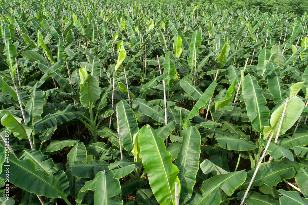 Fototapeta premium Aerial view of banana trees growing at field