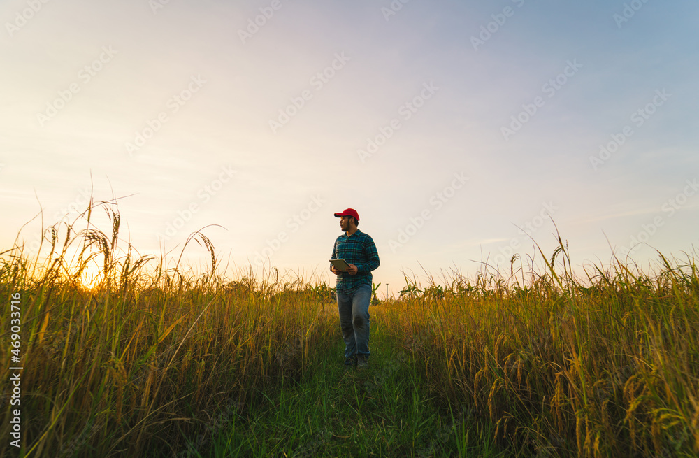 Farmer, agribusiness Plan rice harvesting with internet data in tablet 5G digital farmer Farmer, agribusiness Plan rice harvesting with internet data in tablet 5G digital farmer