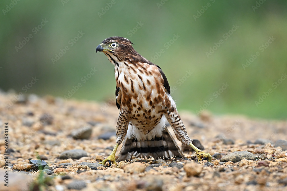 Fototapeta premium red tailed hawk