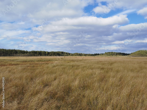 High  dry  swamp grass against the background of a forest and a beautiful sky with clouds.