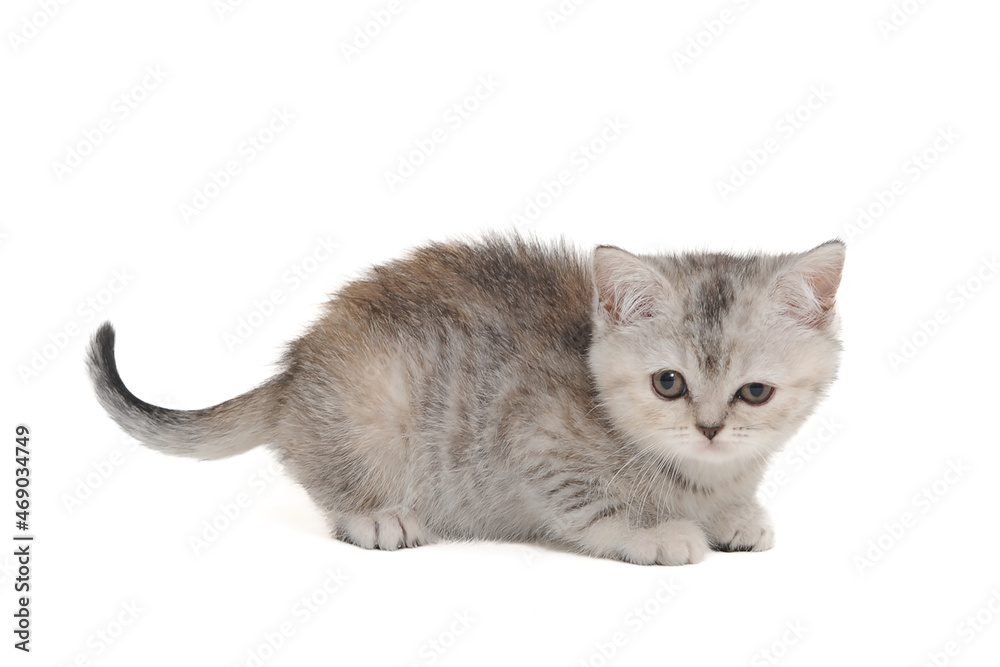 a grey kitten is lying on a white isolated background