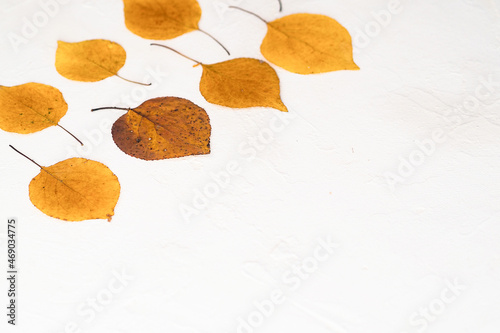 Flatlay composition autumn yellow leaves white relief background. Side view 