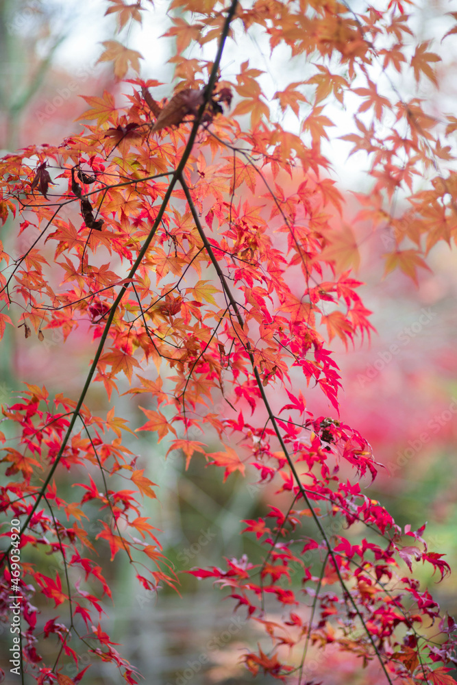red maple leaves red maple leaves