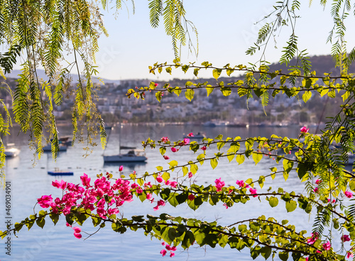 Summer vacation and coastal nature concept. Purple bougainvillea flowers on the background of the sea and boats. Bitez Bodrum Turkey. photo