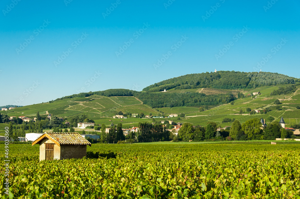 Vineyards and hill of Brouilly