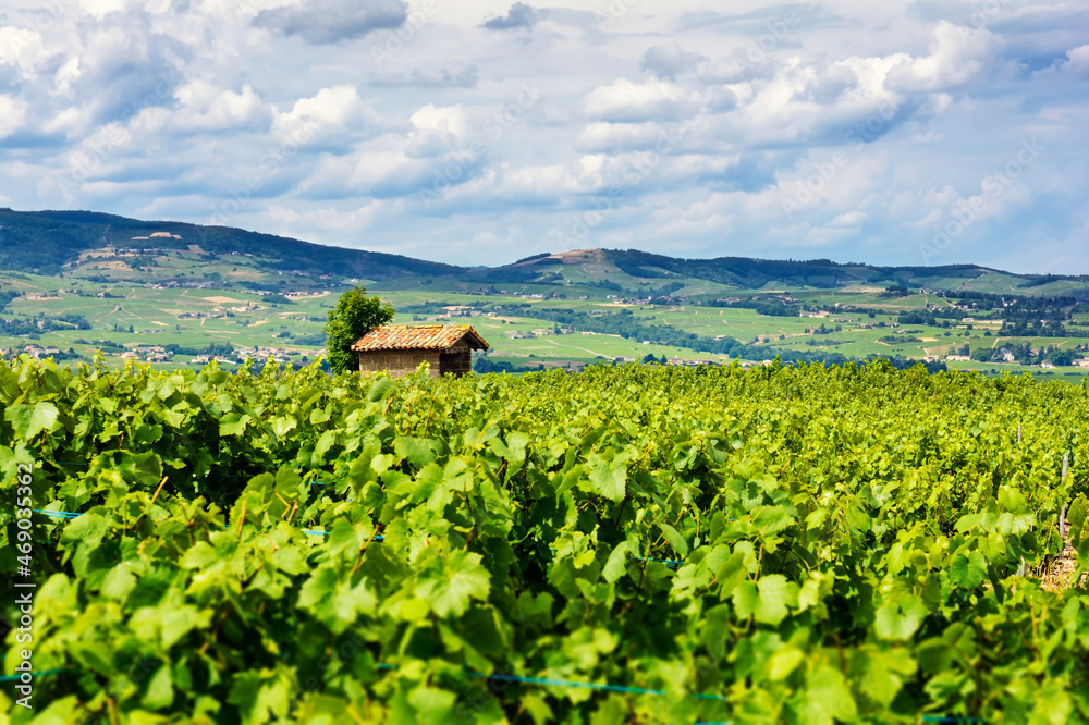 The hut in the middle of vineyards, Beaujolais, France