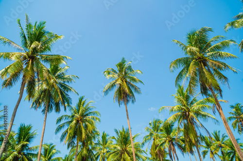 Looking up at the top of the coconut palms on the blue sky in southern Thailand, coconut trees in the garden lots against the bright blue sky.