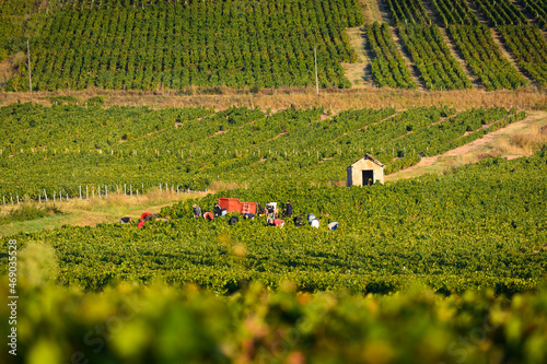 Workers in vineyards of Beaujolais during harvest and close to a typical hut, France photo