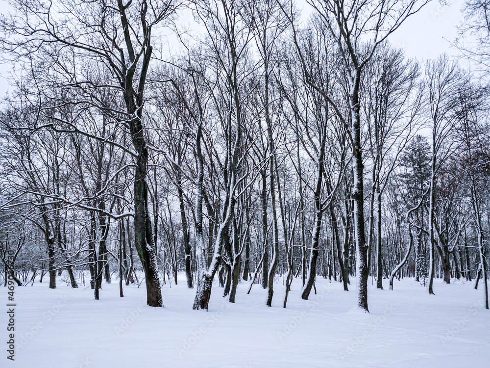 snow-covered trees after snowfall. snowy winter landscape. snow-covered trees after snowfall. snowy winter landscape.