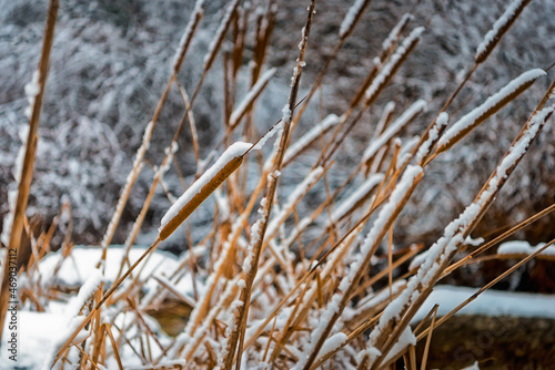 Snowy reeds