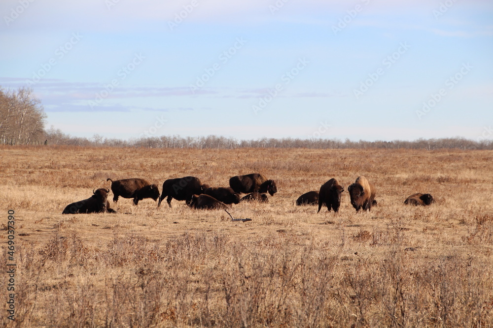 Land Of The Bison