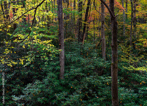 658-52 Autumn Color & Rhododendron photo