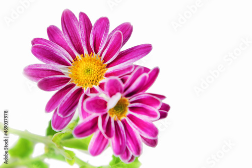 Indian chrysanthemum  Chrysanthemum indicum  - a perennial plant of the Asteraceae family - on a white background.