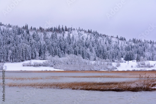 Forest of fir,Saint Point lake, France