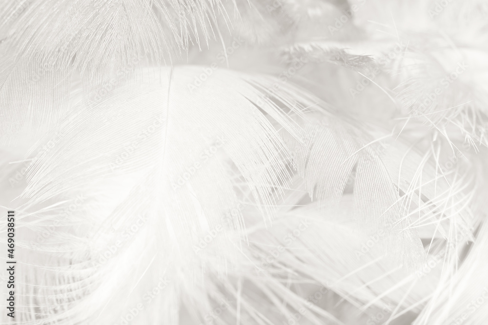 white feather wooly pattern texture background white feather wooly pattern texture background