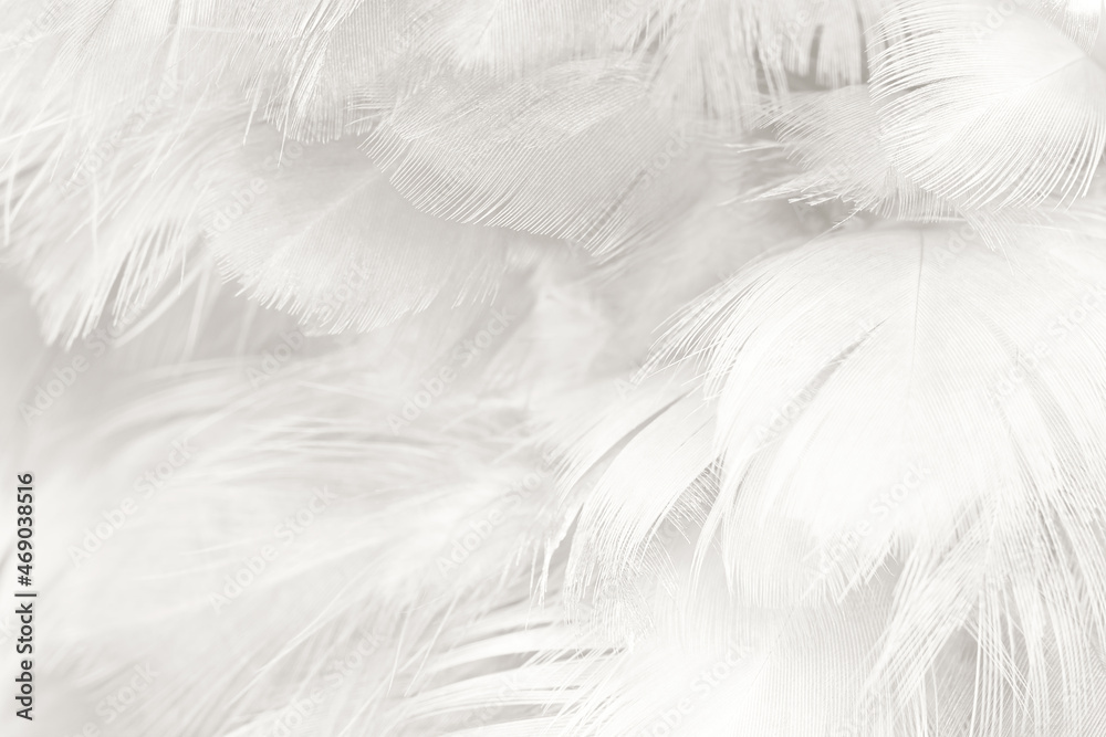 white feather wooly pattern texture background white feather wooly pattern texture background