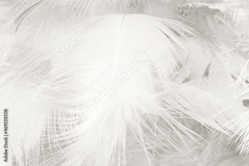 white feather wooly pattern texture background