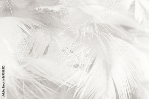 Fototapeta Naklejka Na Ścianę i Meble -  white feather wooly pattern texture background
