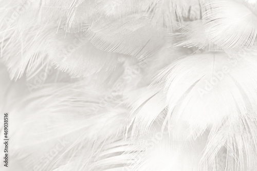 Fototapeta Naklejka Na Ścianę i Meble -  white feather wooly pattern texture background