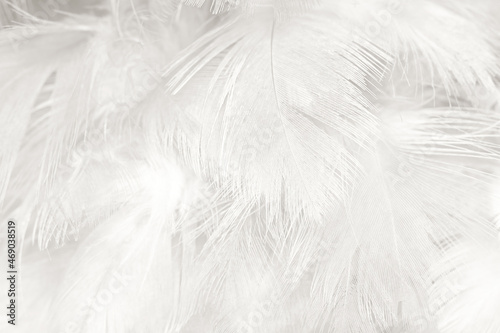 Fototapeta Naklejka Na Ścianę i Meble -  white gray feather wooly pattern texture background