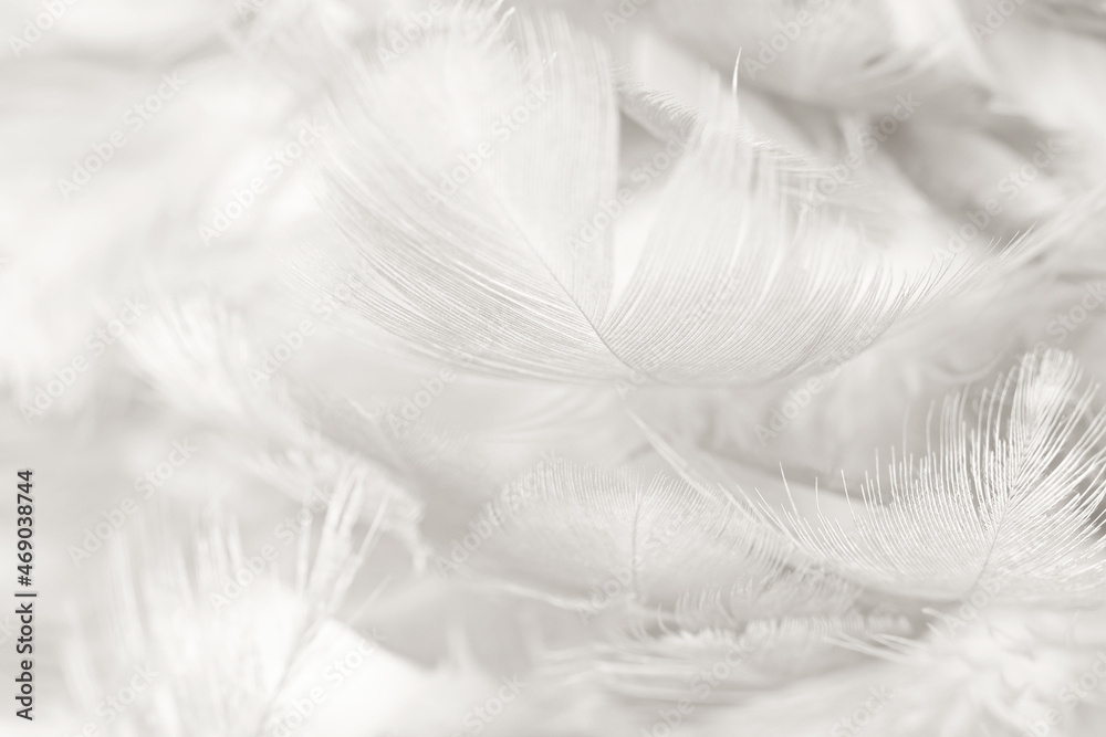 white feather wooly pattern texture background white feather wooly pattern texture background