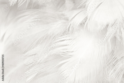 white gray feather wooly pattern texture background © nadtytok28