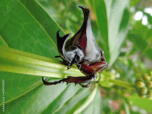 a beetle in my garden
