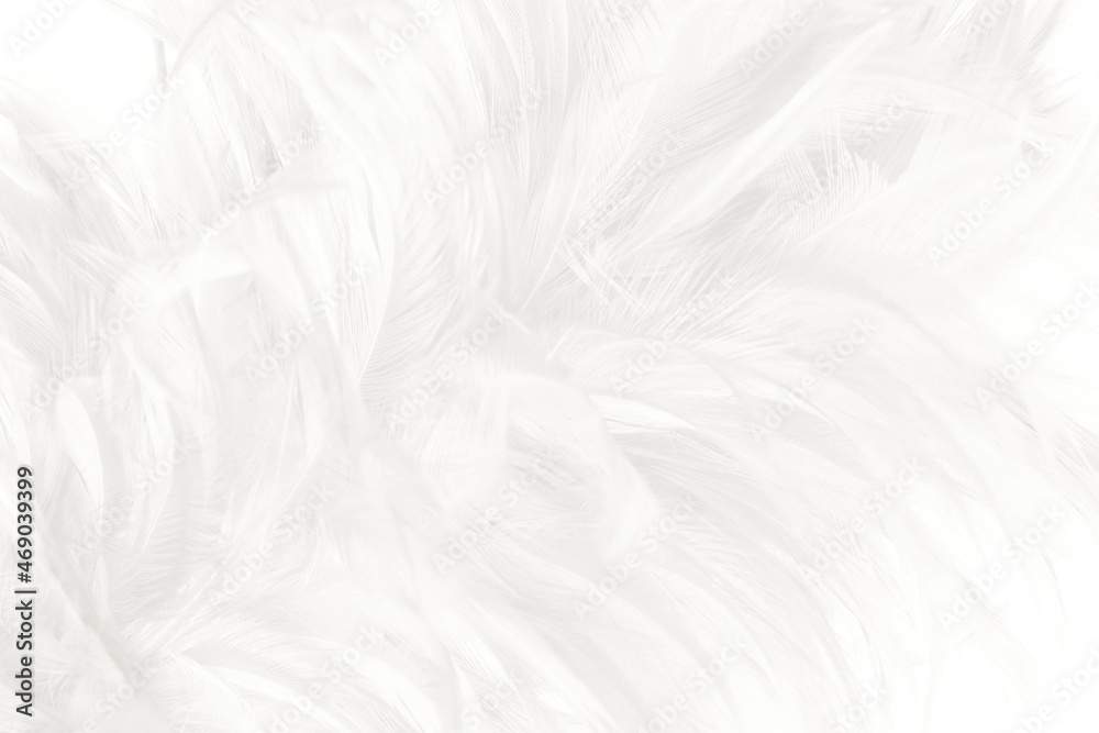 white feather wooly pattern texture background white feather wooly pattern texture background