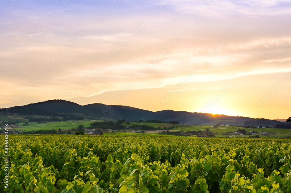 Naklejka premium Sun is going down, Beaujolais, France