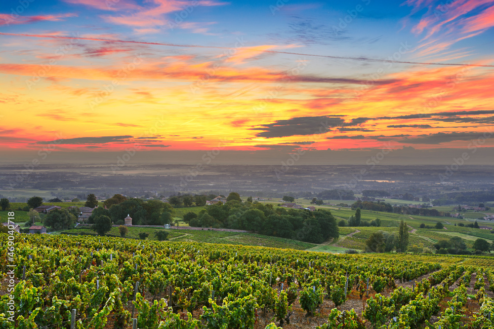 Vineyards and sunrise, Beaujolais, Rhone, France