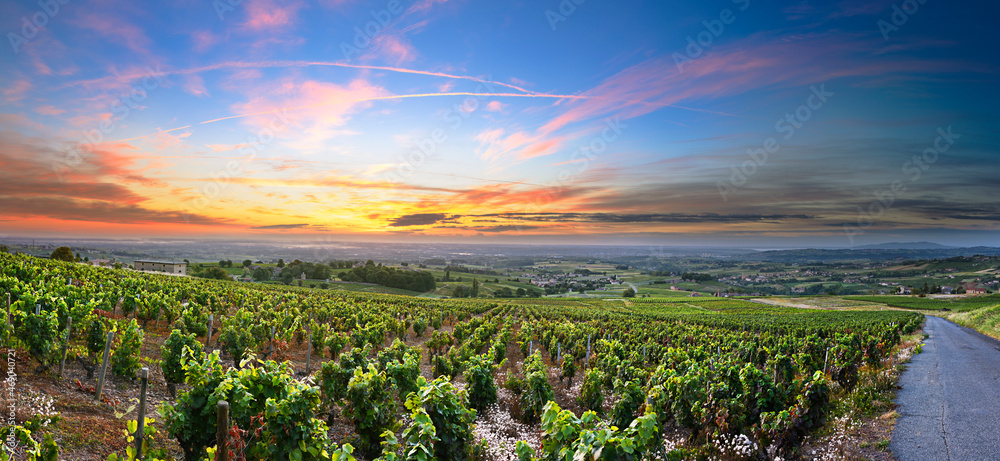 Εκτύπωση καμβά Panorama of vineyards at sunrise time, Beaujolais, Rhone, France
