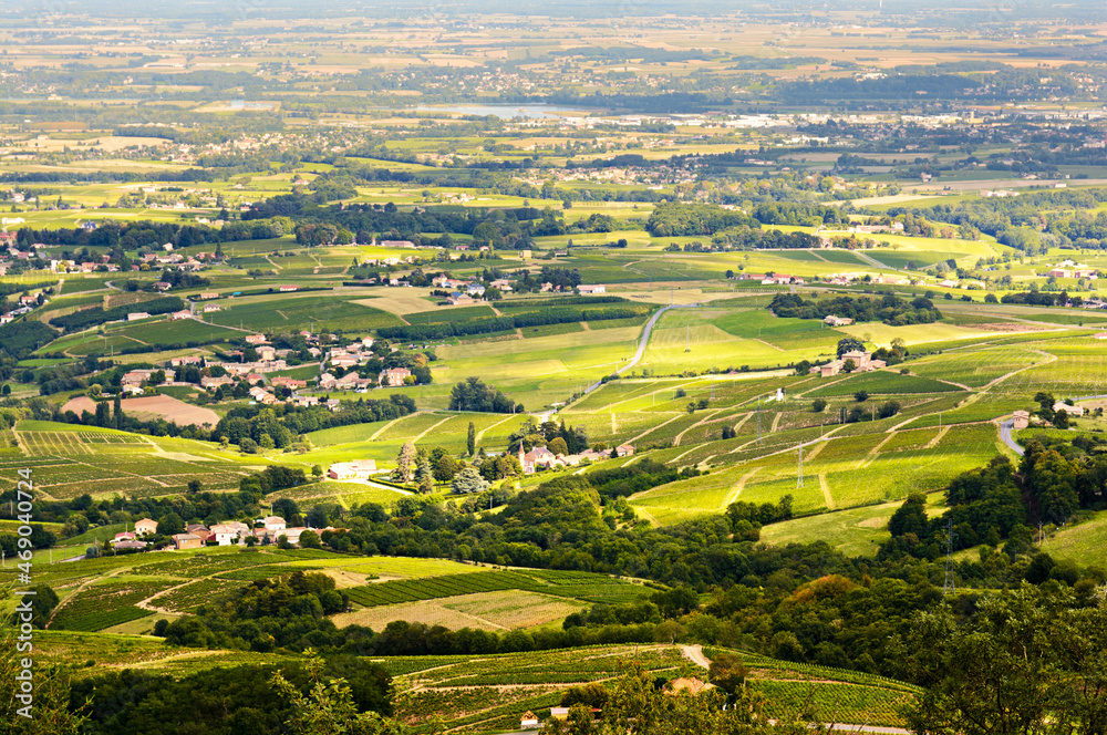 Vineyards of Beaujolais, Rhone, France