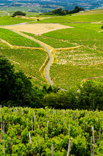 Vineyards of Beaujolais, France photo