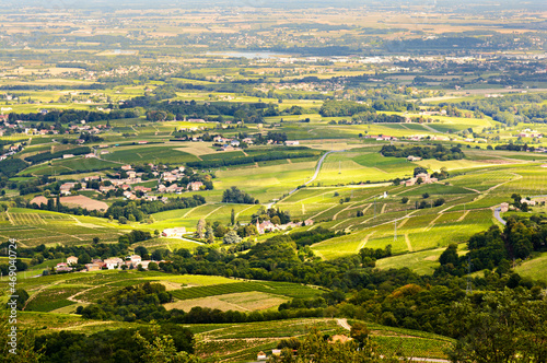 Vineyards of Beaujolais, Rhone, France
