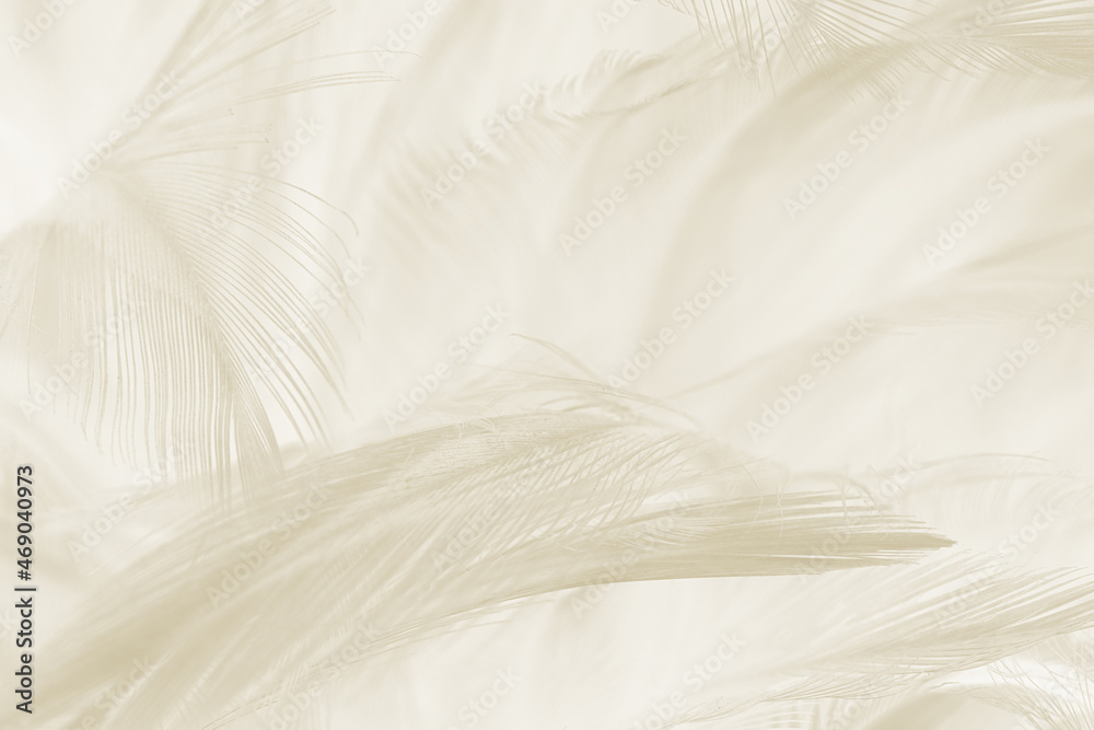 Beautiful white-brown feather texture background