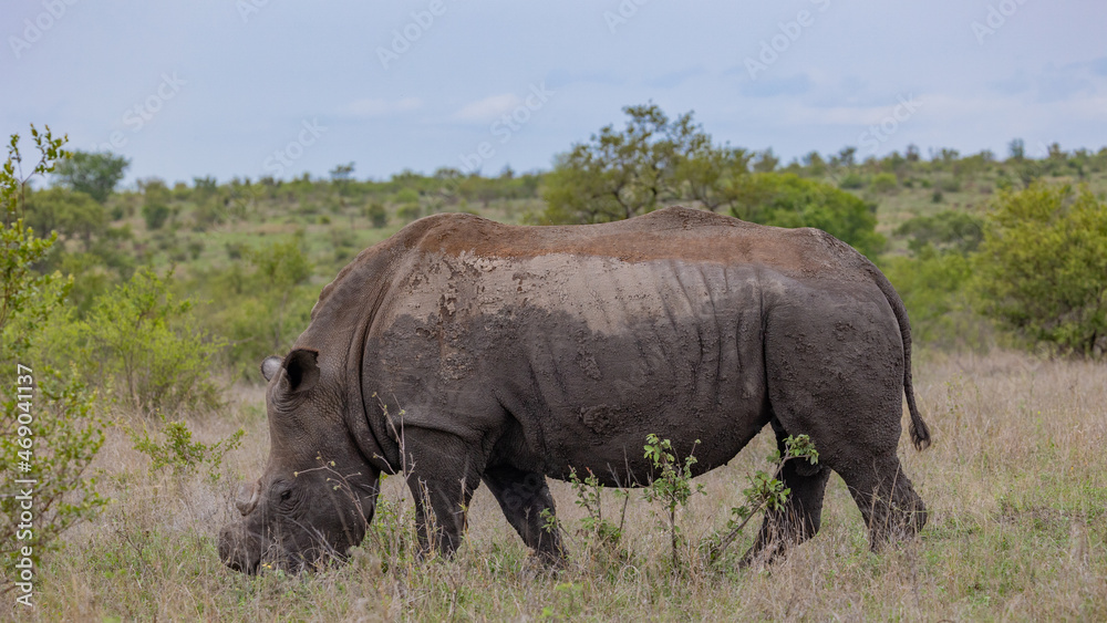 a big white rhino grazing a big white rhino grazing