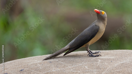 close up of a red-billed oxpecker on a rhino photo