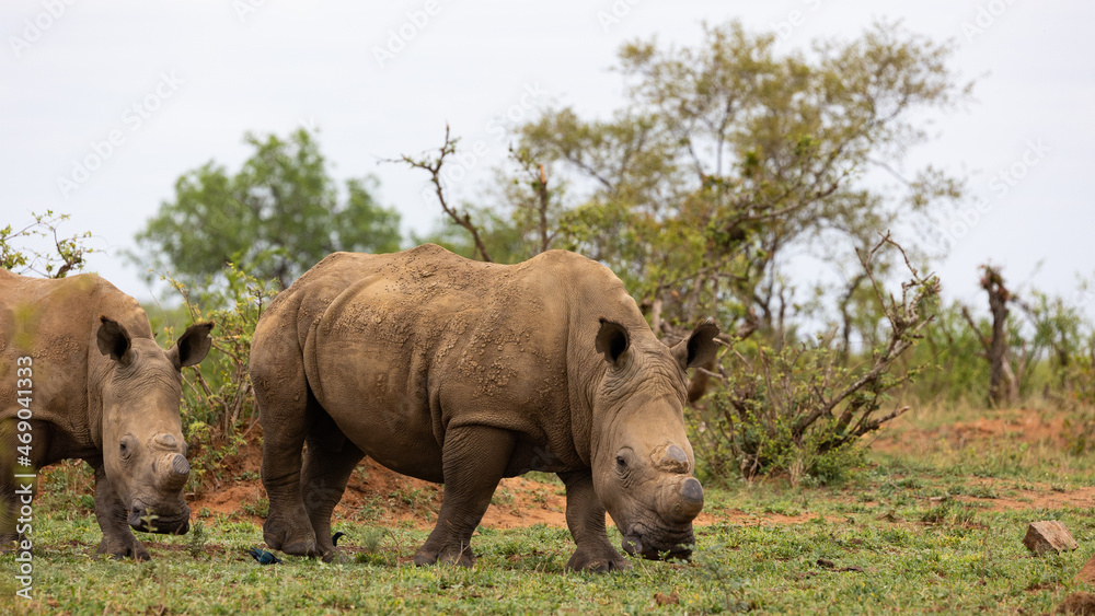 a crash of white rhinos on the move a crash of white rhinos on the move