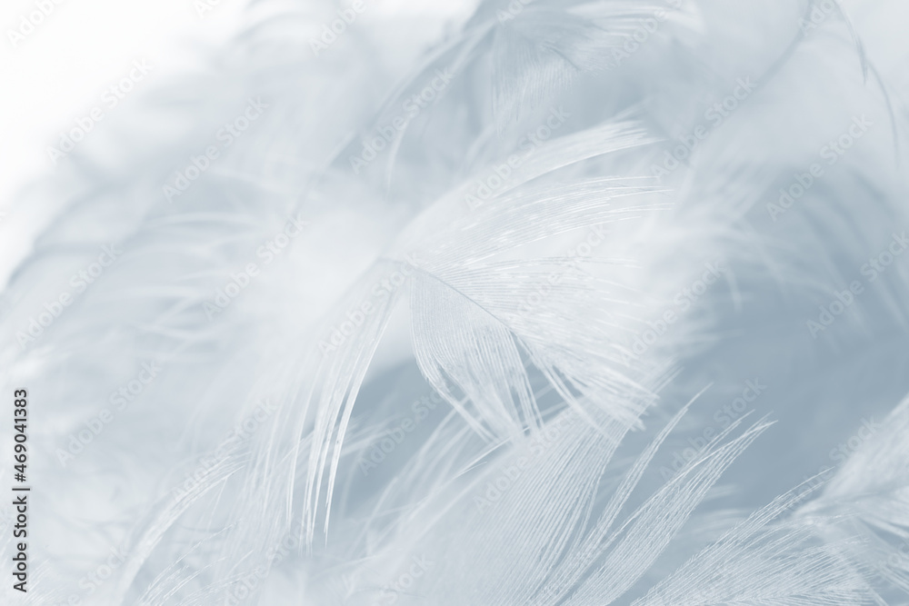 Obraz premium Beautiful white baby blue colors tone feather pattern texture cool background for decorative design wallpaper and other