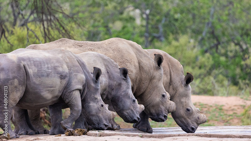 Photo White rhinos in a row