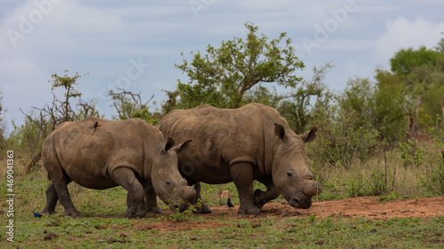a crash of white rhinos on the move